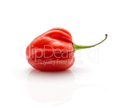 Fresh Habanero chilli isoated on white Fresh Habanero chilli isoated on white