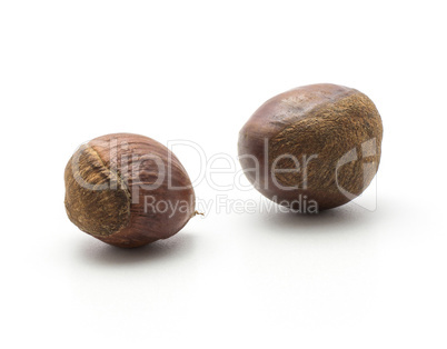 Raw edible Chestnut isolated on white