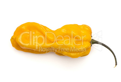 One Habanero chili top view yellow hot pepper isolated on white