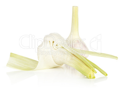 Fresh young garlic isolated on white