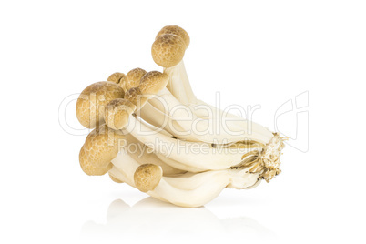 Fresh raw brown shimeji mushroom isolated on white