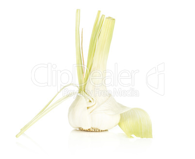 Fresh young garlic isolated on white