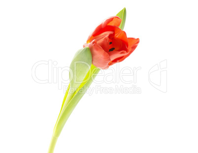 Red tulip isolated on white