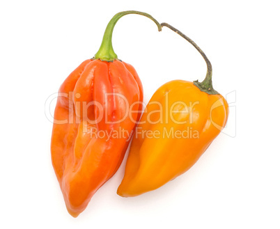 Two Habanero chili top view red orange hot peppers isolated on w