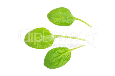 Fresh raw green spinach isolated on white