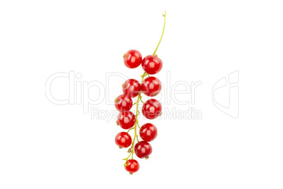 Fresh raw red currant isolated on white