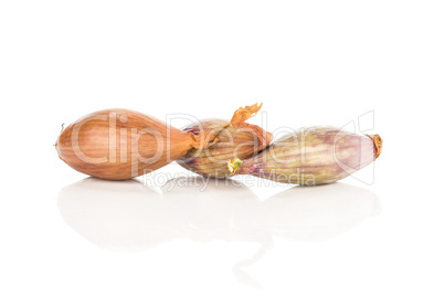 Fresh raw long shallot onion isolated on white