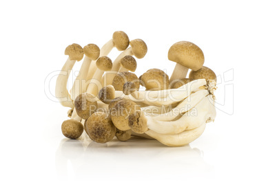 Fresh raw brown shimeji mushroom isolated on white