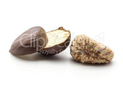 Raw edible Chestnut isolated on white