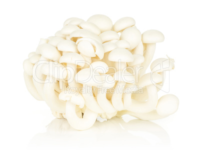 Fresh raw white shimeji mushroom isolated on white