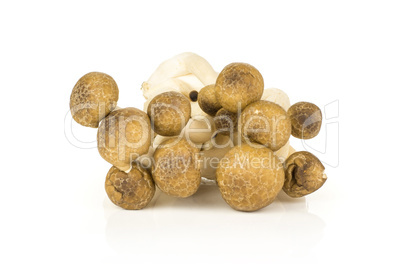 Fresh raw brown shimeji mushroom isolated on white