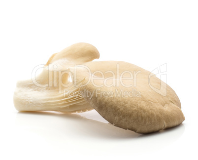 Oyster mushroom isolated on white