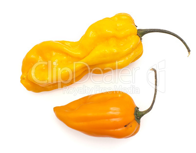 Two Habanero chili top view yellow orange hot peppers isolated o