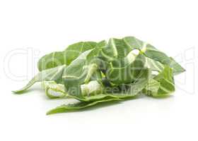 Fresh Bok choy isolated on white