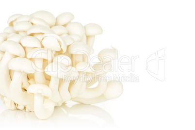 Fresh raw white shimeji mushroom isolated on white