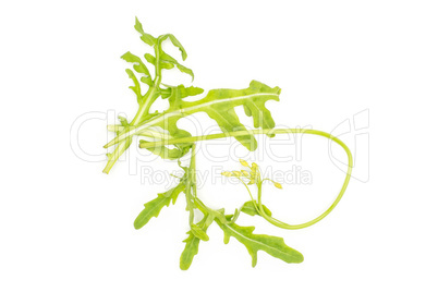 Fresh Raw Arugula (rucola) isolated on white