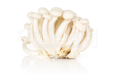 Fresh raw white shimeji mushroom isolated on white