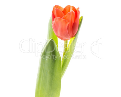 Red tulip isolated on white