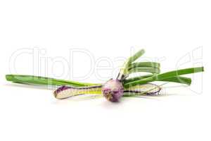 Fresh Raw green spring onion isolated on white