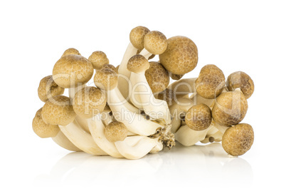 Fresh raw brown shimeji mushroom isolated on white