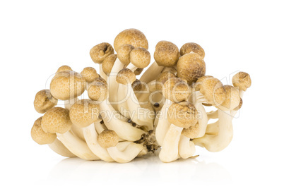 Fresh raw brown shimeji mushroom isolated on white