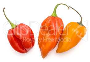 Three Habanero chili top view red yellow orange hot peppers isol