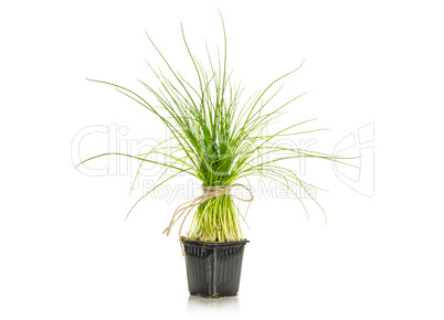 Fresh Raw Chives isolated on white