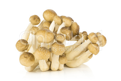 Fresh raw brown shimeji mushroom isolated on white