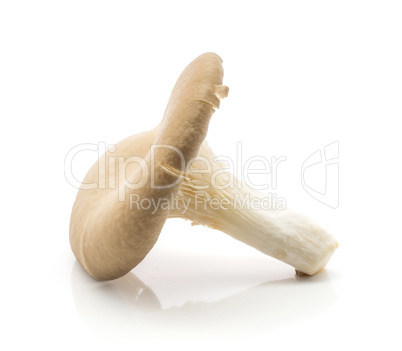 Oyster mushroom isolated on white