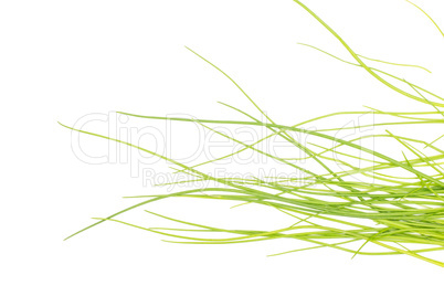 Fresh Raw Chives isolated on white