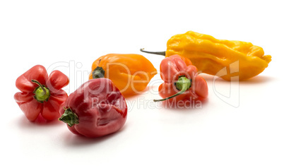 Habanero chili five red orange yellow hot peppers isolated on wh