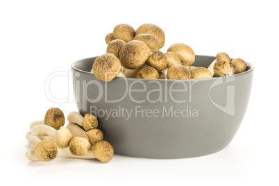 Fresh raw brown shimeji mushroom isolated on white