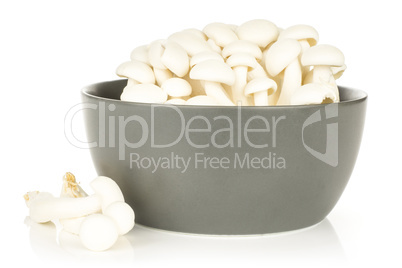 Fresh raw white shimeji mushroom isolated on white