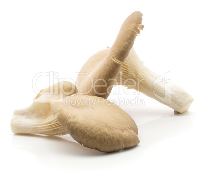 Oyster mushroom isolated on white