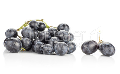 Fresh Black Wine Grapes isolated on white