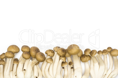 Fresh raw brown shimeji mushroom isolated on white