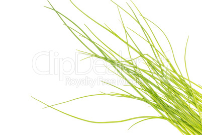 Fresh Raw Chives isolated on white