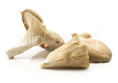 Oyster mushroom isolated on white