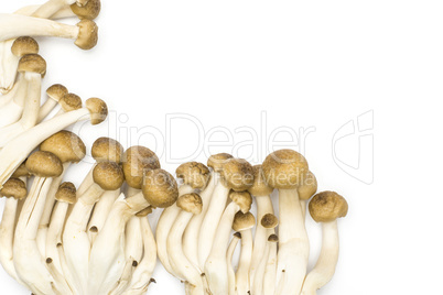 Fresh raw brown shimeji mushroom isolated on white