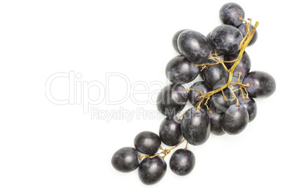 Fresh Black Wine Grapes isolated on white