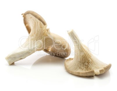 Oyster mushroom isolated on white