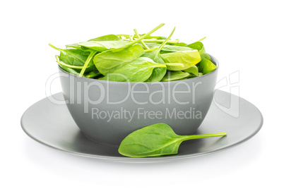 Fresh raw green spinach isolated on white