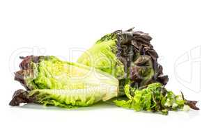 Fresh raw lettuce red little gem isolated on white