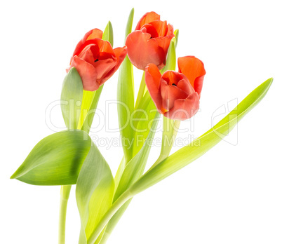 Red tulip isolated on white