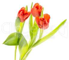 Red tulip isolated on white