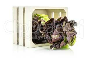 Fresh raw lettuce red little gem isolated on white