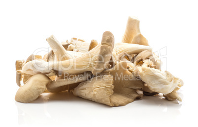 Oyster mushroom isolated on white