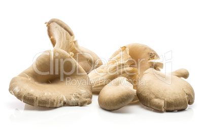 Oyster mushroom isolated on white