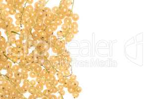 Fresh white currant berries  isolated on white