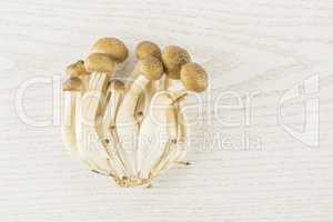 Fresh raw brown shimeji mushroom on grey wood